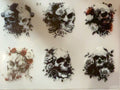 Six gothic floral skull designs fantasy tumbler wrap